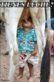/album/fotogaleria/fotos-graciosas-bebe-tomando-leche-de-la-teta-de-una-vaca-jpg/